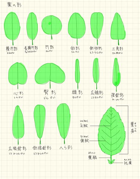 三出複葉植物|葉の形について（その1）